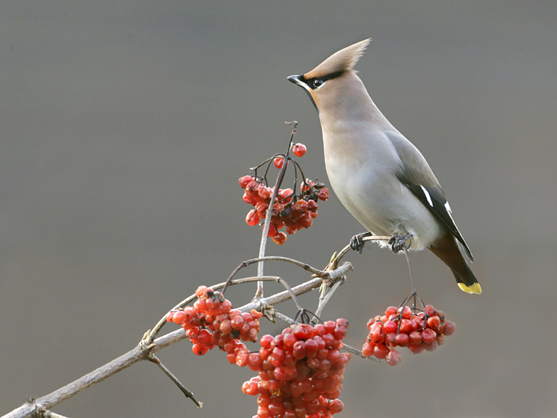 124 pestvogel.jpg